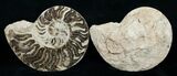 / Choffaticeras Ammonite - Morocco #3982-1